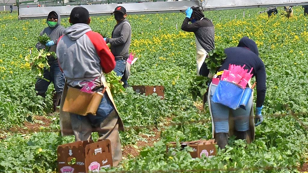 Trump&rsquo;s Mass Deportations of Immigrants Could Threaten Agricultural Economies